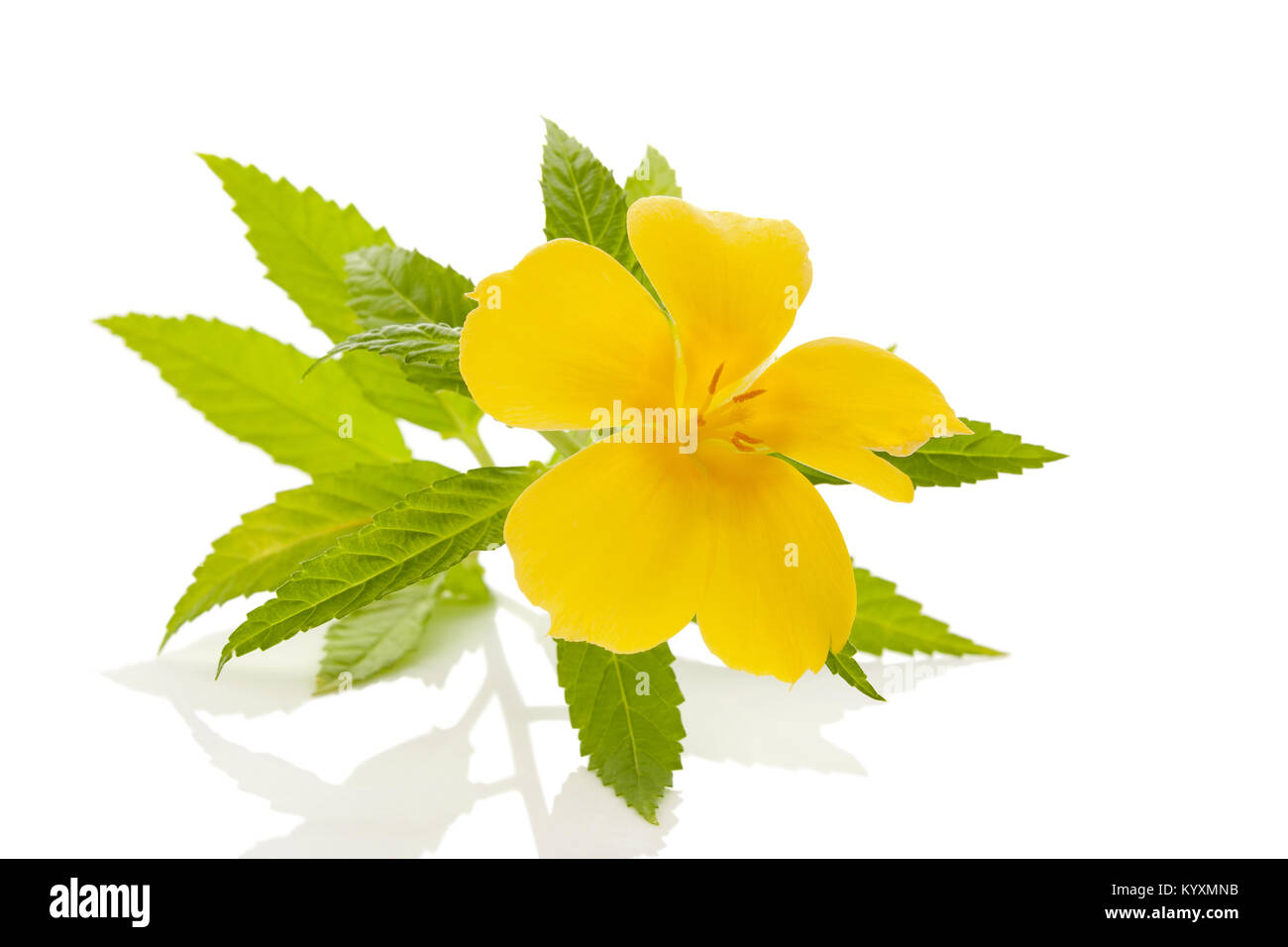 Damiana flower and leaves isolated on white background. Stock Photo