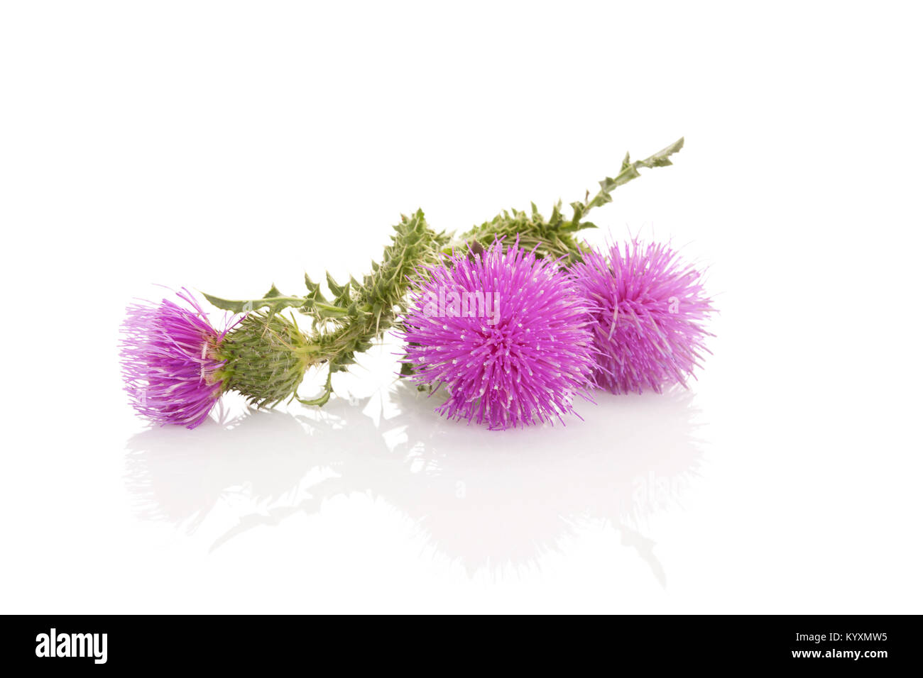 Thistle flower isolated on white background macro. Herbal remedy. Stock Photo