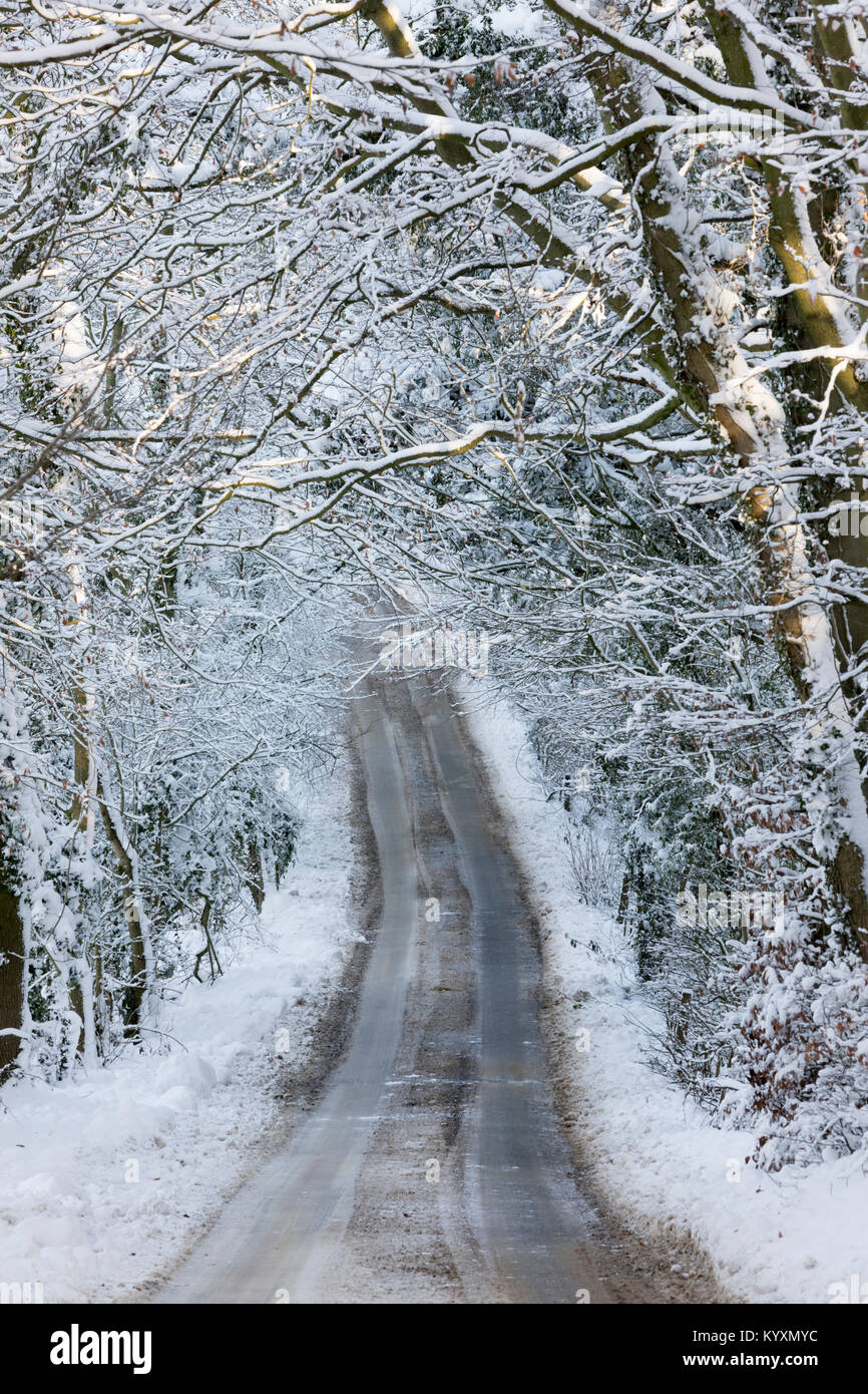 Road going through snow covered woodland trees, Broadway, Cotswolds, Worcestershire, England, United Kingdom, Europe Stock Photo