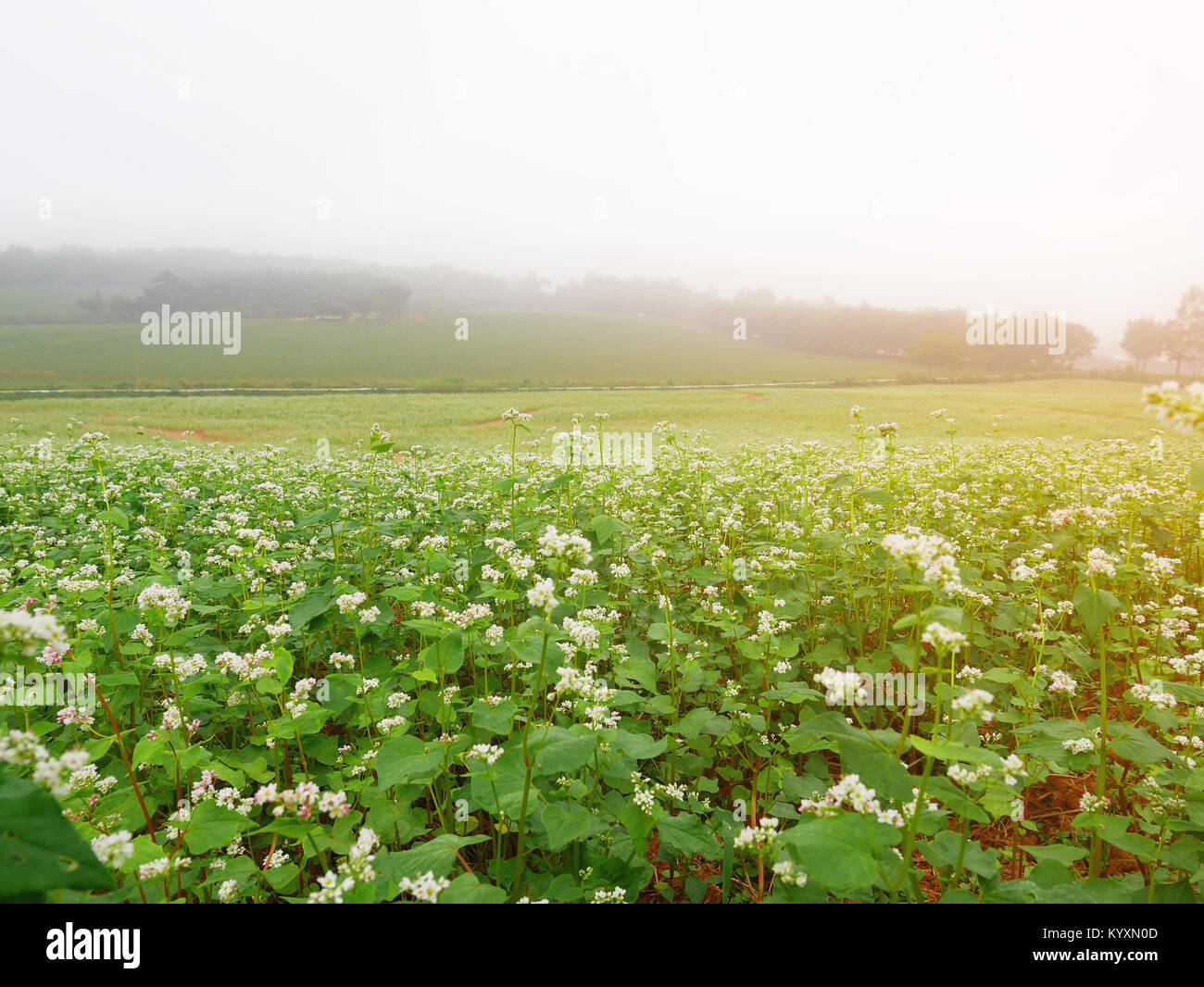 Beautiful scenery of large buckwheat field showing white buckwheat