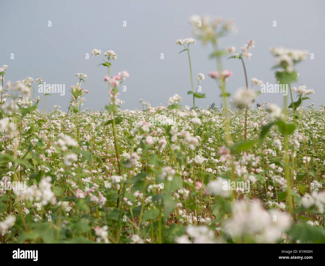 Beautiful scenery of buckwheat field showing white buckwheat flowers in