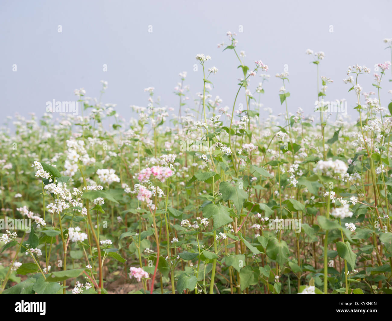 Beautiful scenery of buckwheat field showing white buckwheat flowers in