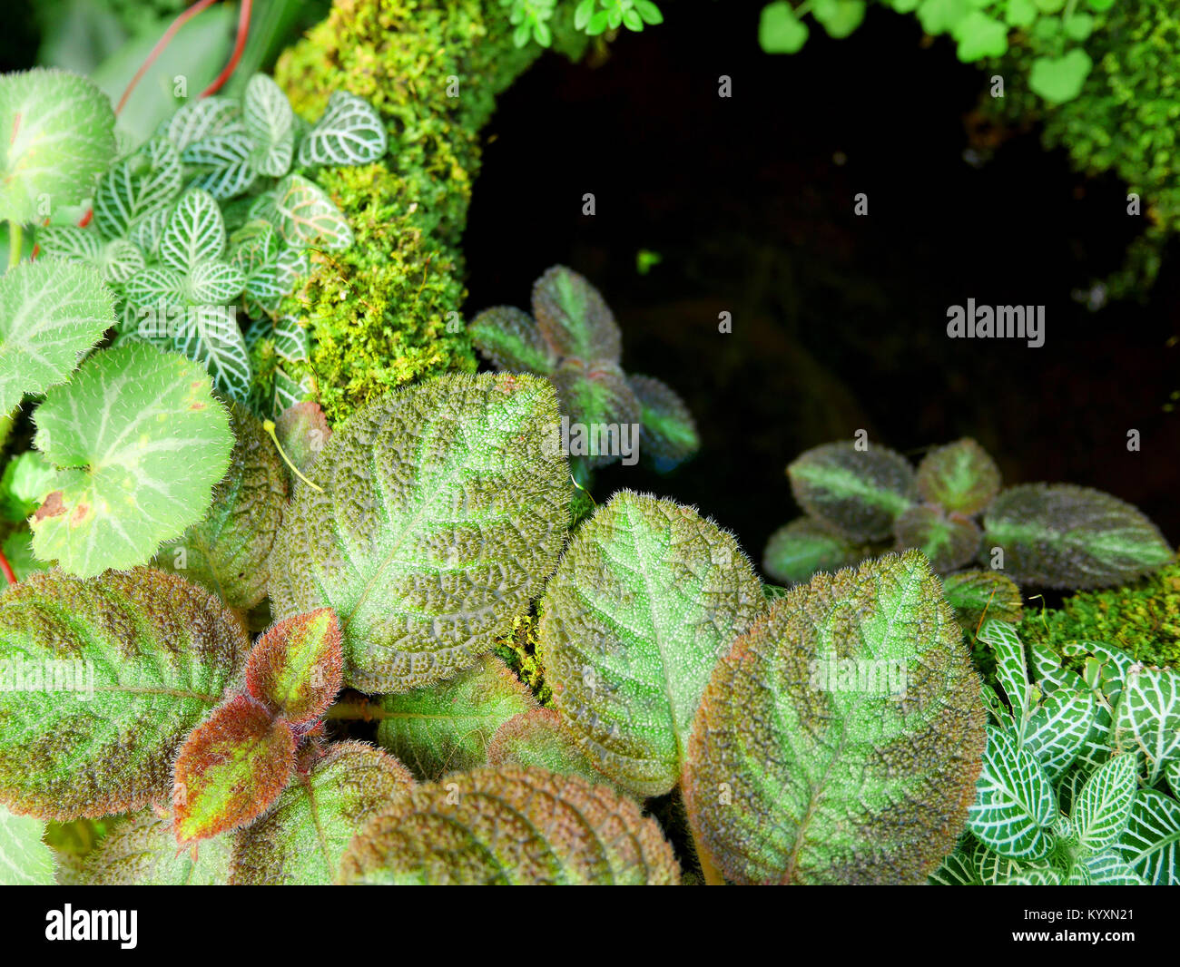 Episcia cupreata or flame violets and Fittonia albivenis planted on earthenware pottery Stock Photo