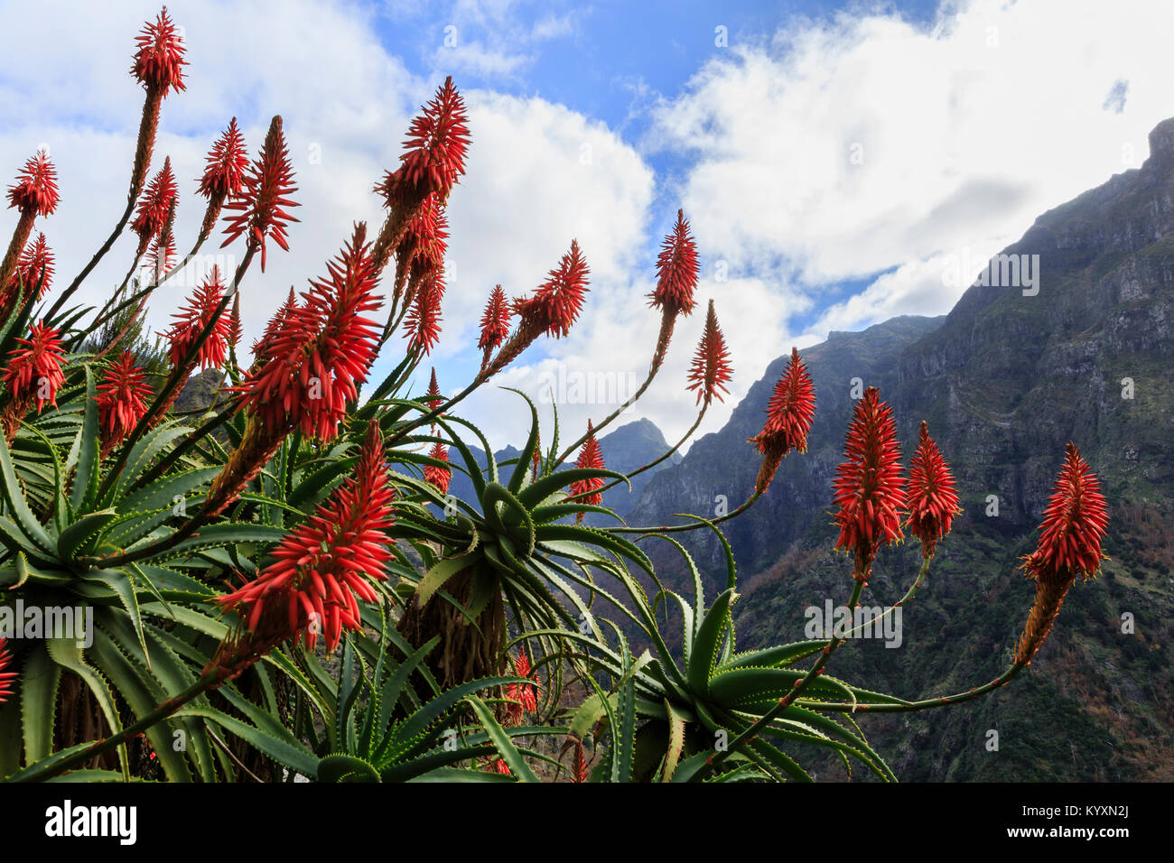 Aloe flowers near Lombo Do Moleiro, Madeira Stock Photo