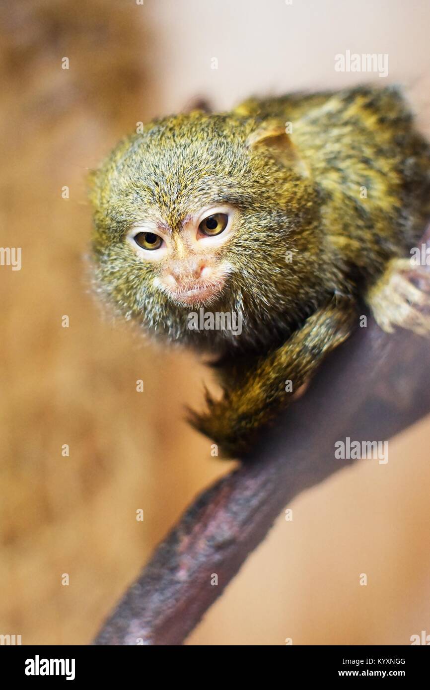 Pygmy Marmoset Monkeys Pets