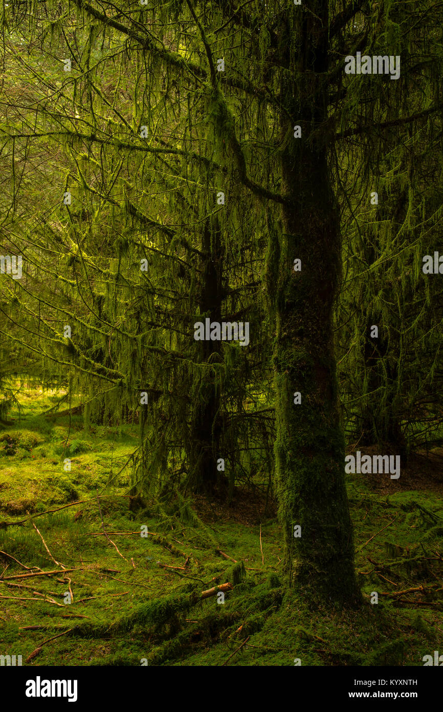 Trees covered with moss and lichen at Alwen reservoir, North Wales Stock Photo