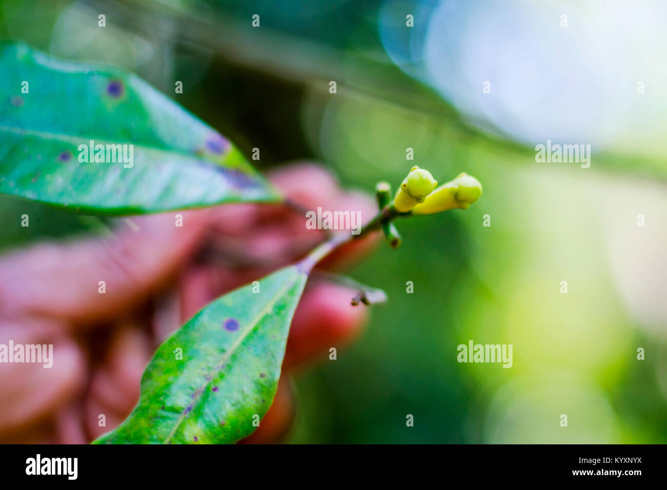 Fresh cloves growing on the cloves tree hires stock photography and