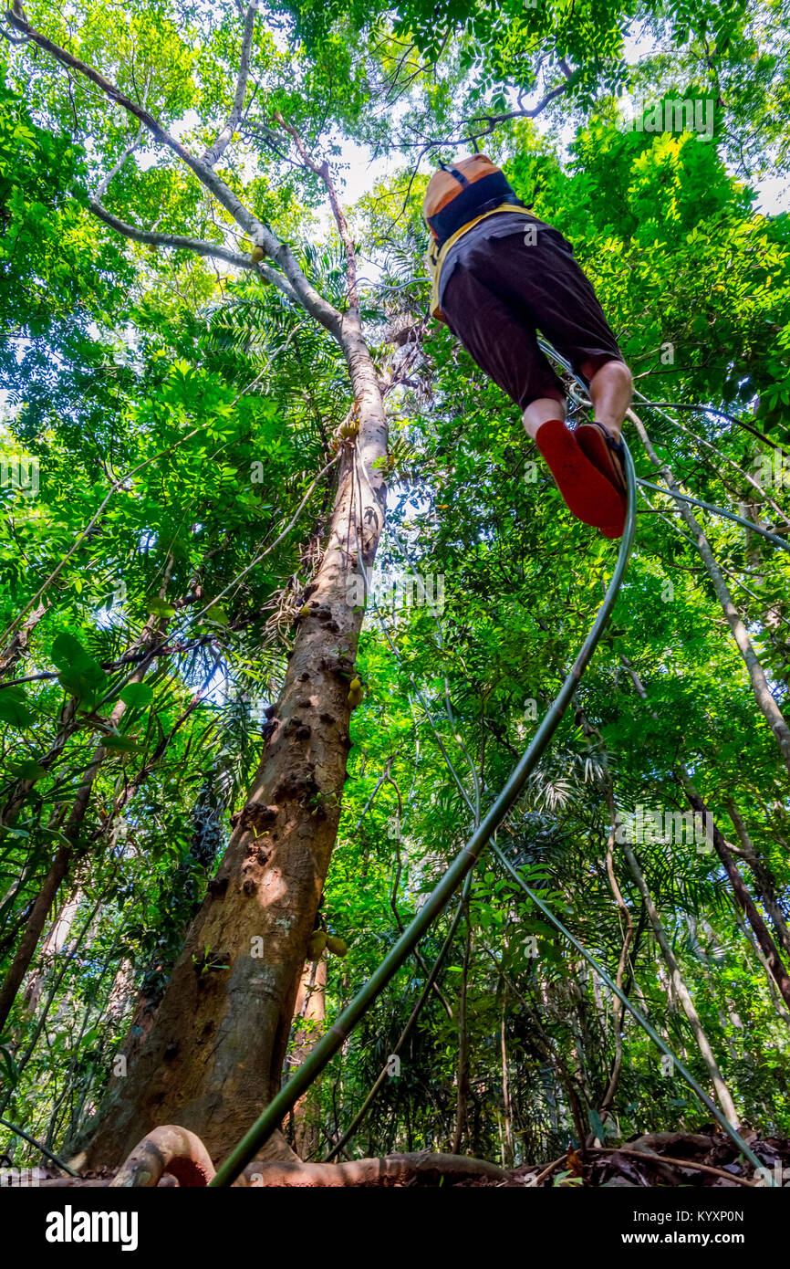 Guy swinging from the tree on liana plant in the tropical forest of Sri