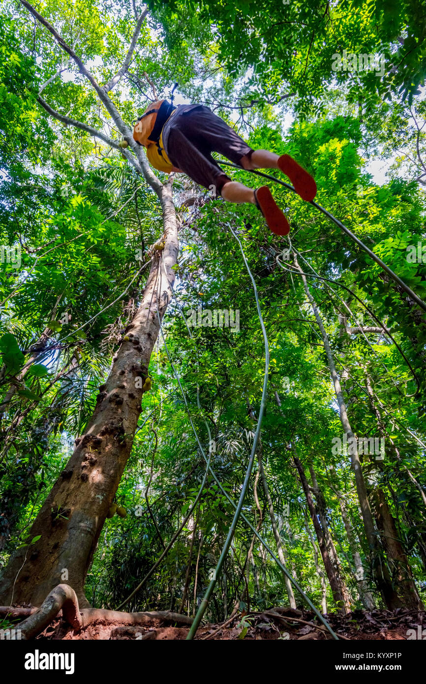 Guy swinging from the tree on liana plant in the tropical forest of Sri