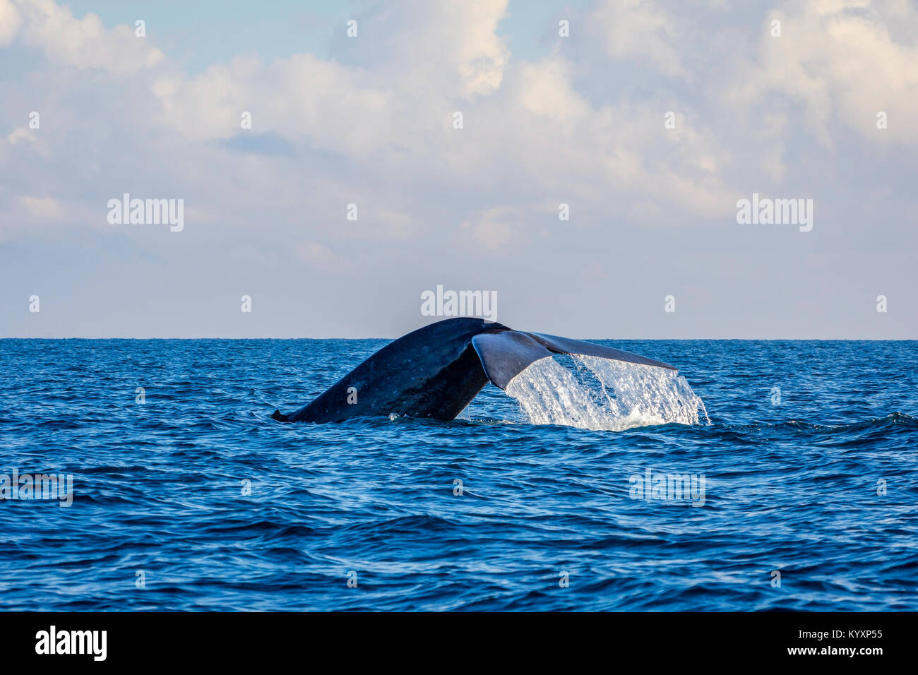 Blue whale tail in the ocean, Sri Lanka Stock Photo Alamy