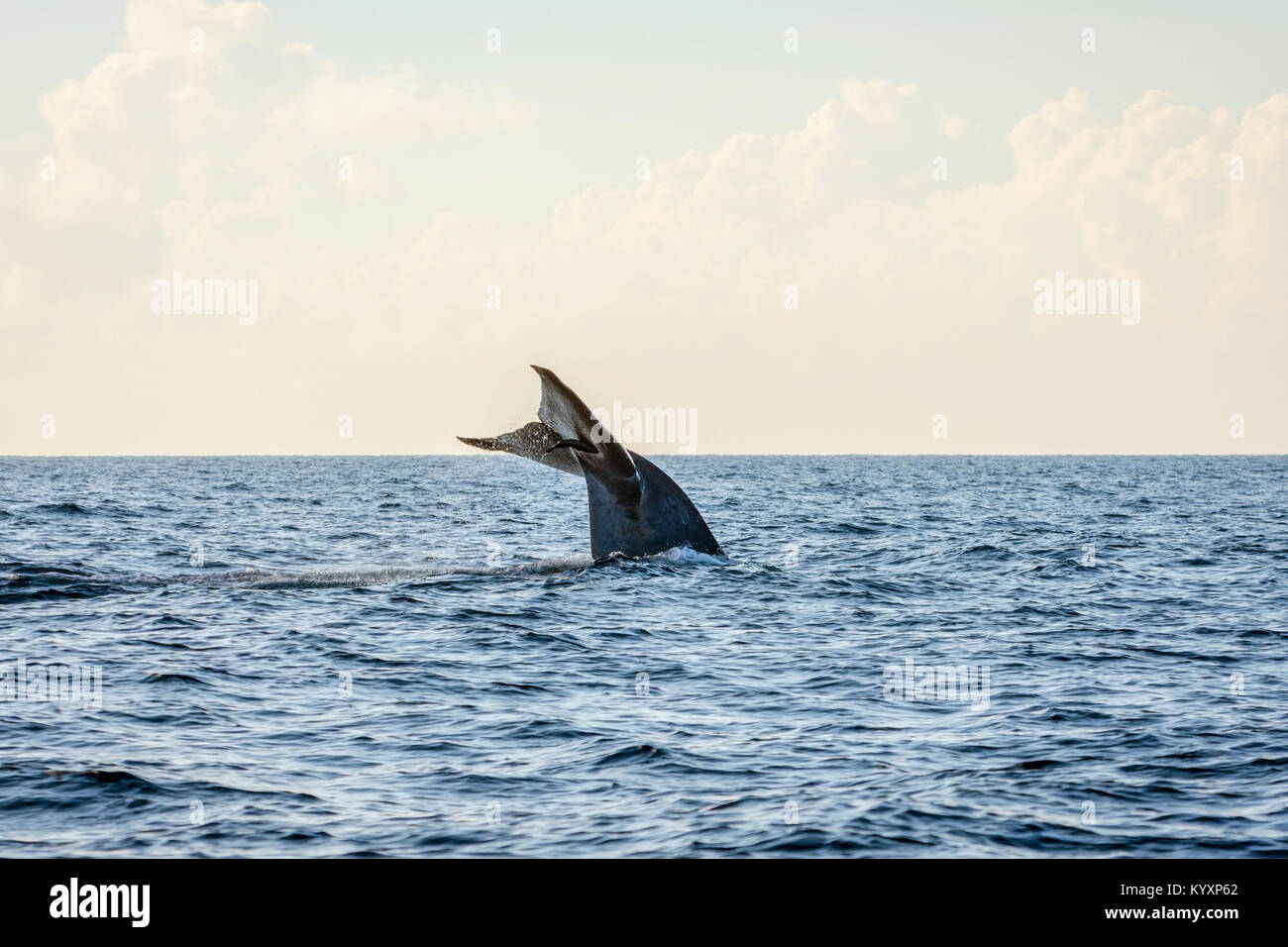 Blue whale tail in the ocean, Sri Lanka Stock Photo - Alamy