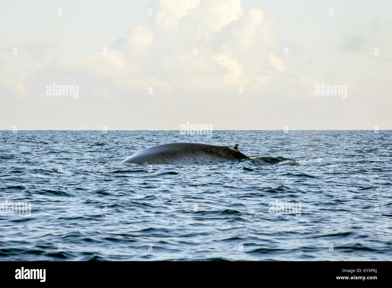 Blue Whales Swimming In The Ocean, Sri Lanka Stock Photo - Alamy