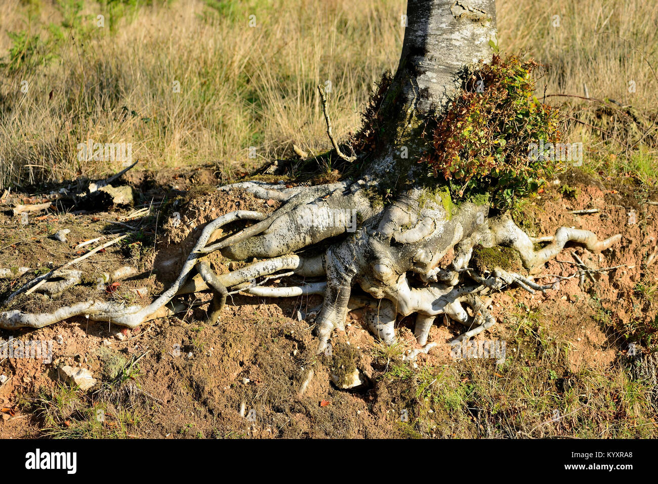 Exposed tree roots Stock Photo Alamy