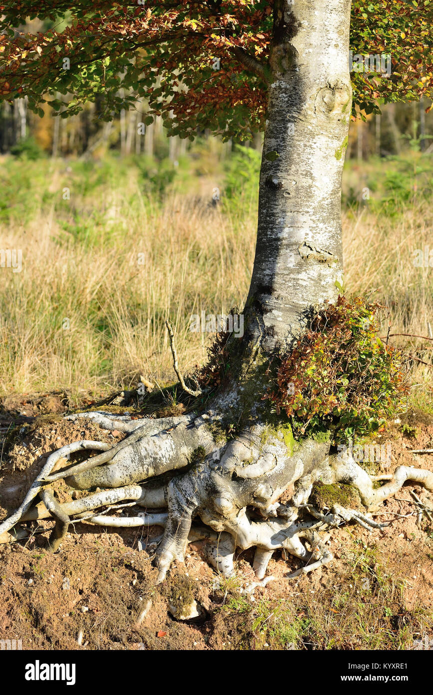 Exposed tree roots Stock Photo Alamy