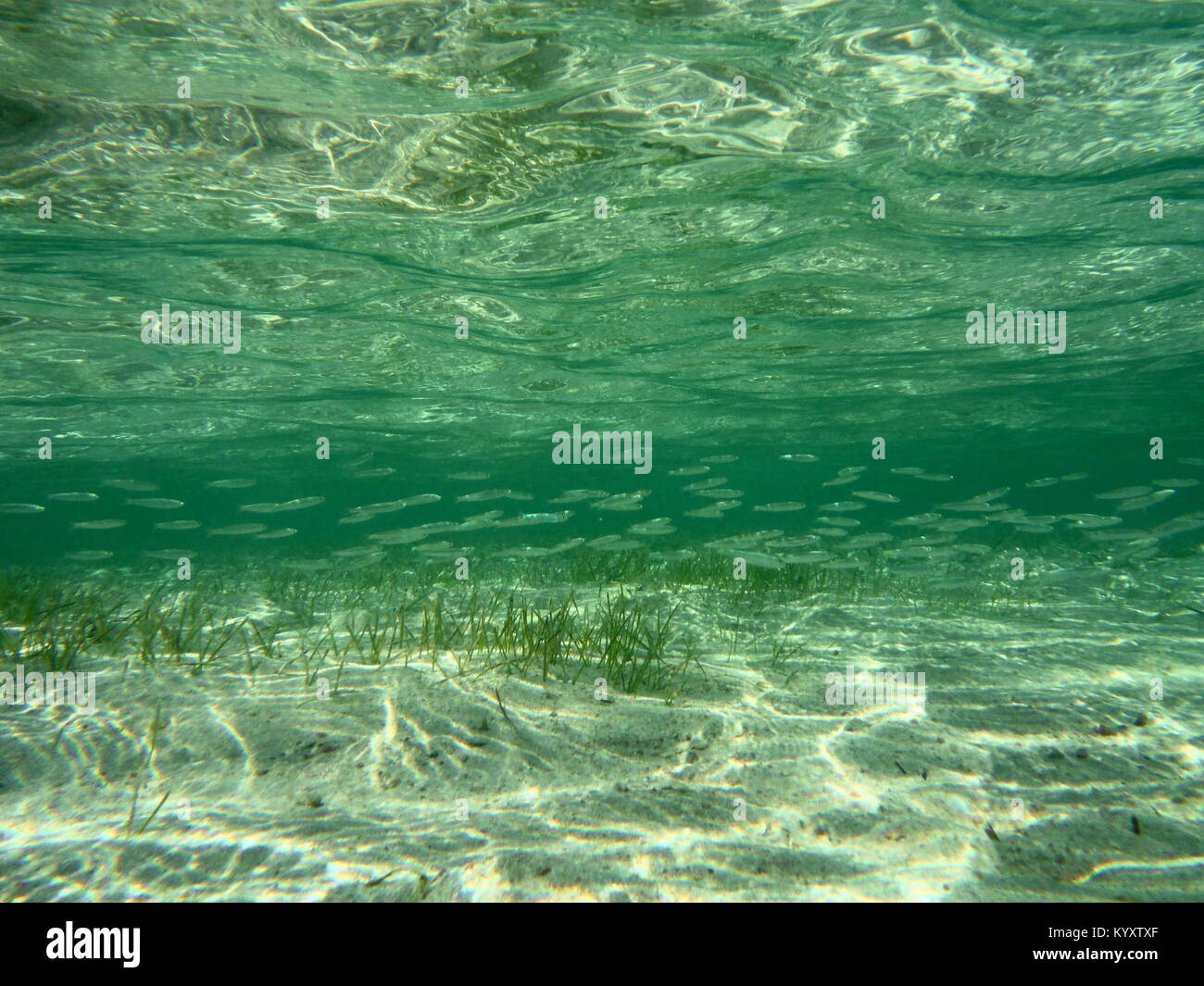 underwater reflection Stock Photo
