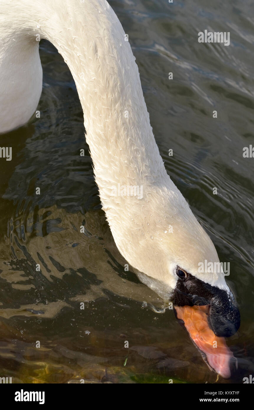 Mute swan foraging for food Stock Photo Alamy