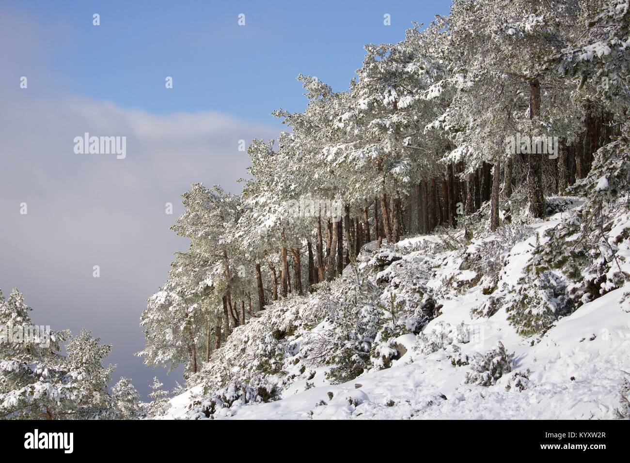 Neve em Manzaneda, montanha, frio Stock Photo