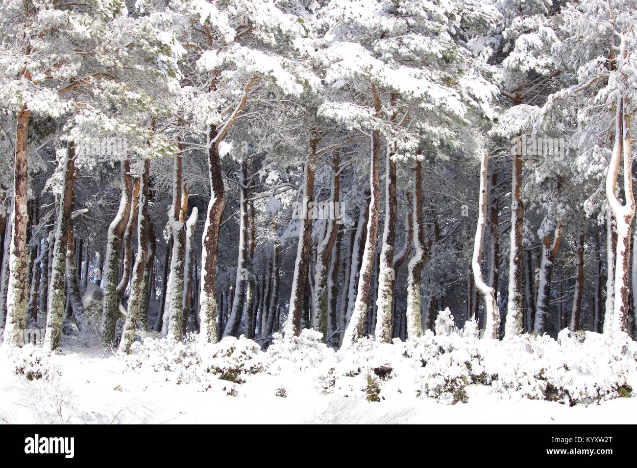 Neve em Manzaneda, montanha, frio Stock Photo