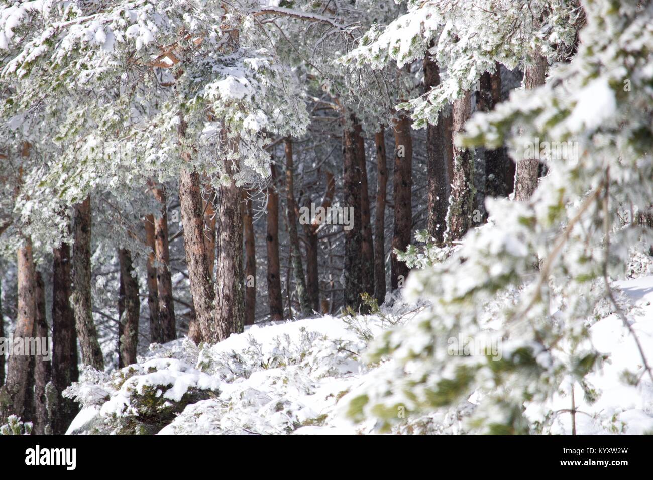 Neve em Manzaneda, montanha, frio Stock Photo