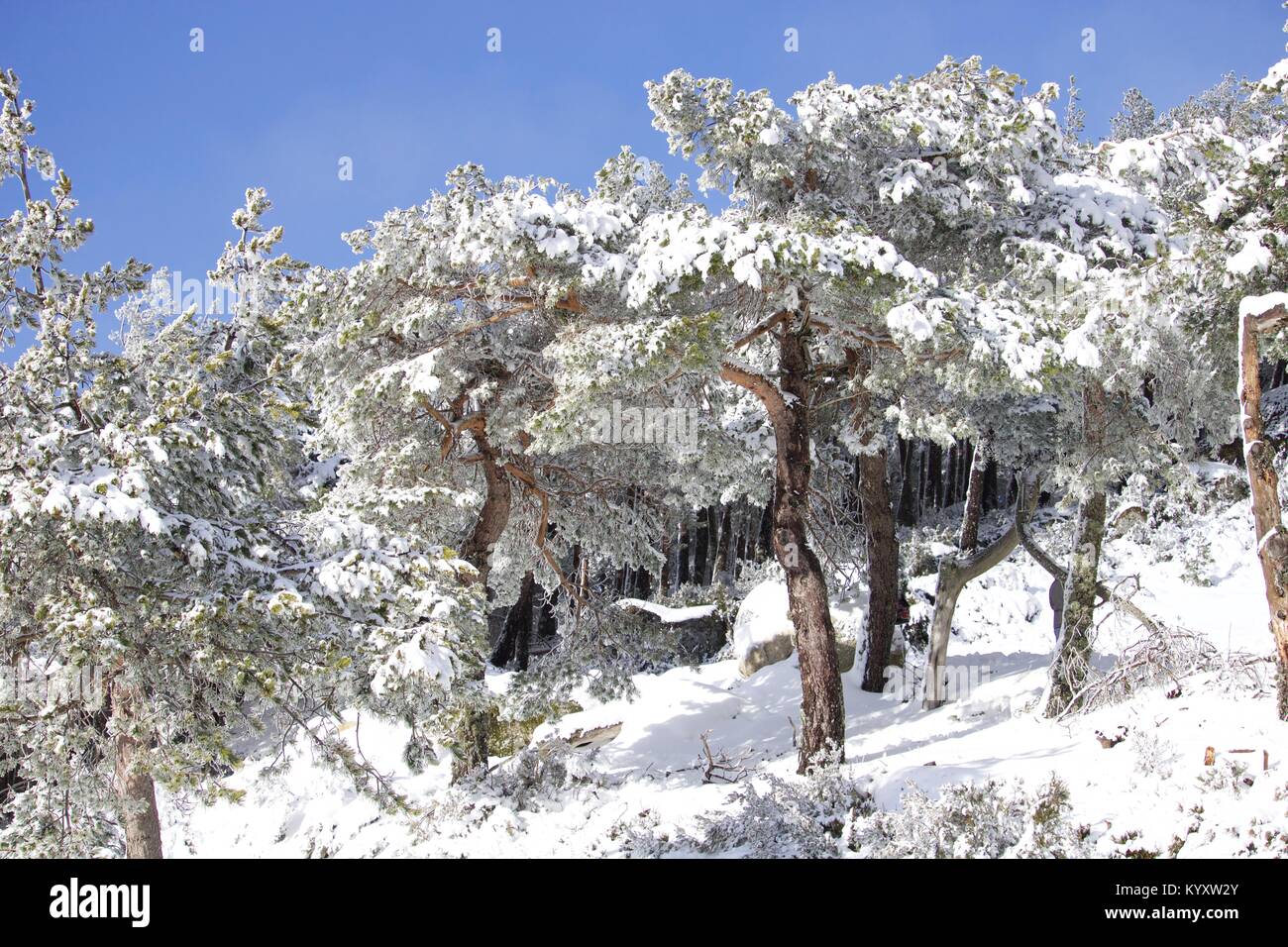 Neve em Manzaneda, montanha, frio Stock Photo