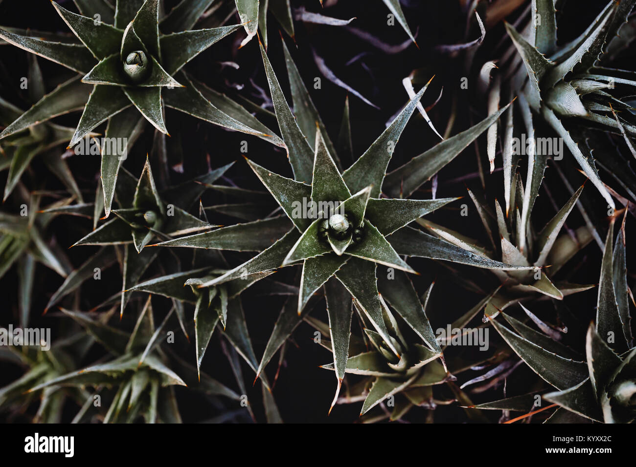 Close up plants hires stock photography