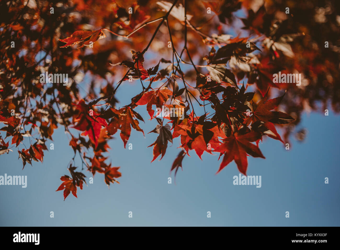 Low angle view of maple leaves on branches against clear sky Stock ...