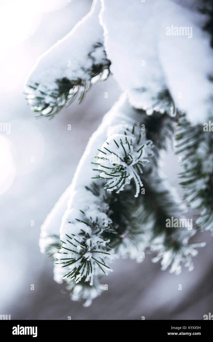 Close up frozen tree hi-res stock photography and images - Alamy