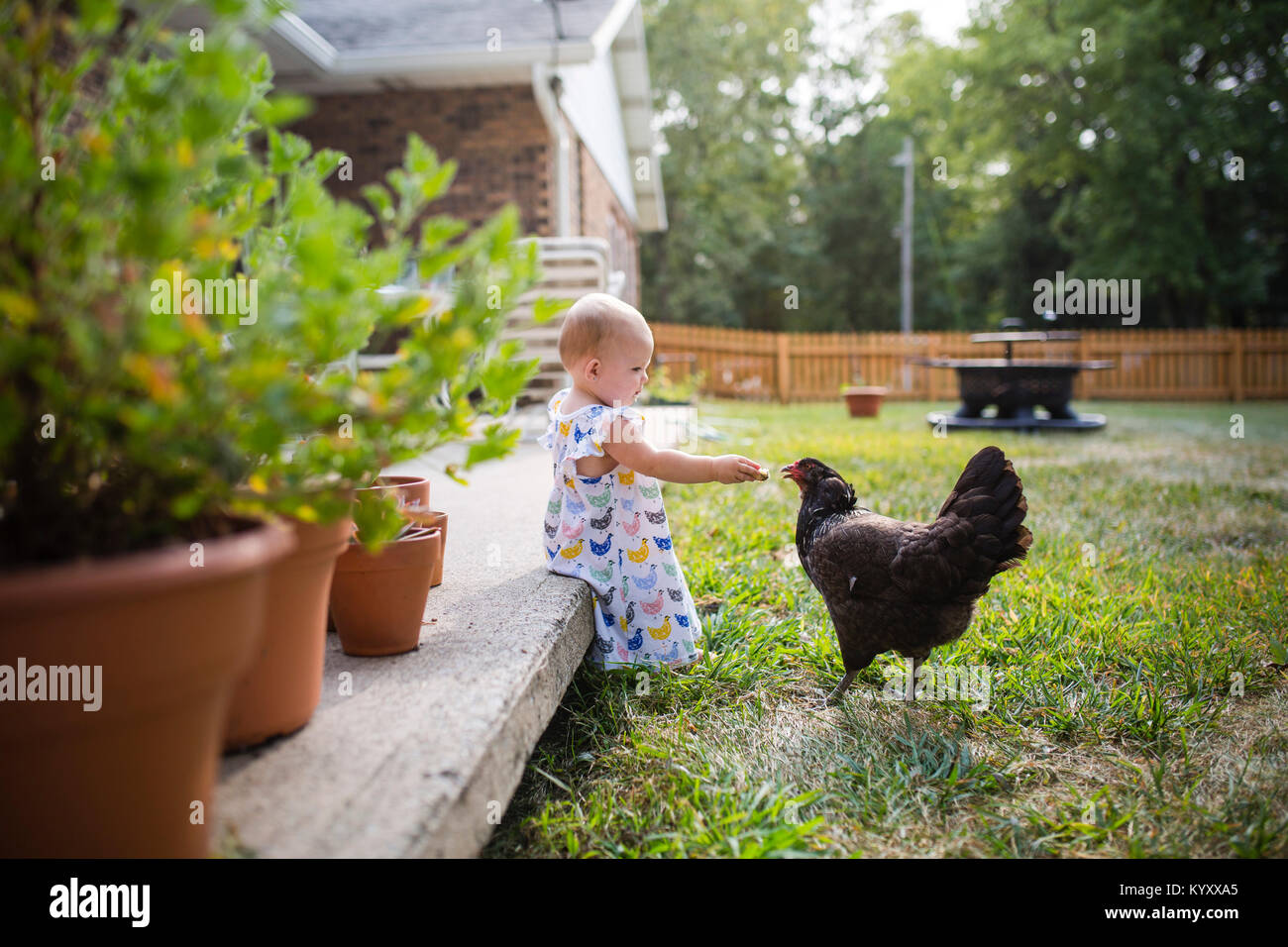Baby girl feeding bread to hen while sitting on porch at yard Stock Photo