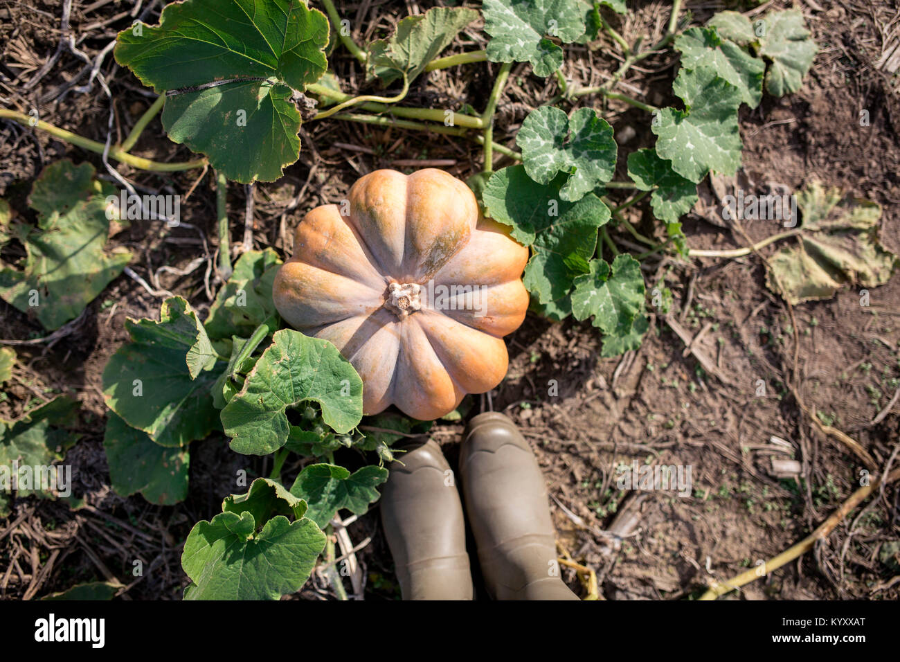 Overhead view of pair of rubber boot by pumpkin on field Stock Photo