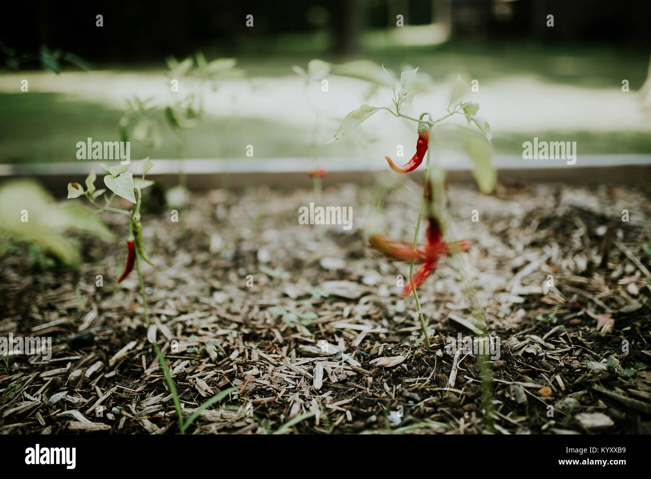 Red chili peppers growing on plants at vegetable garden Stock Photo