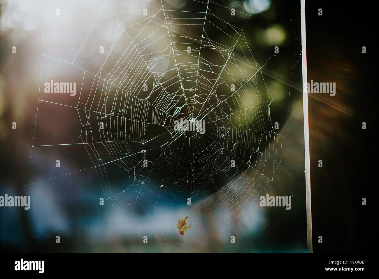 Close-up of damaged spider web on sunny day Stock Photo