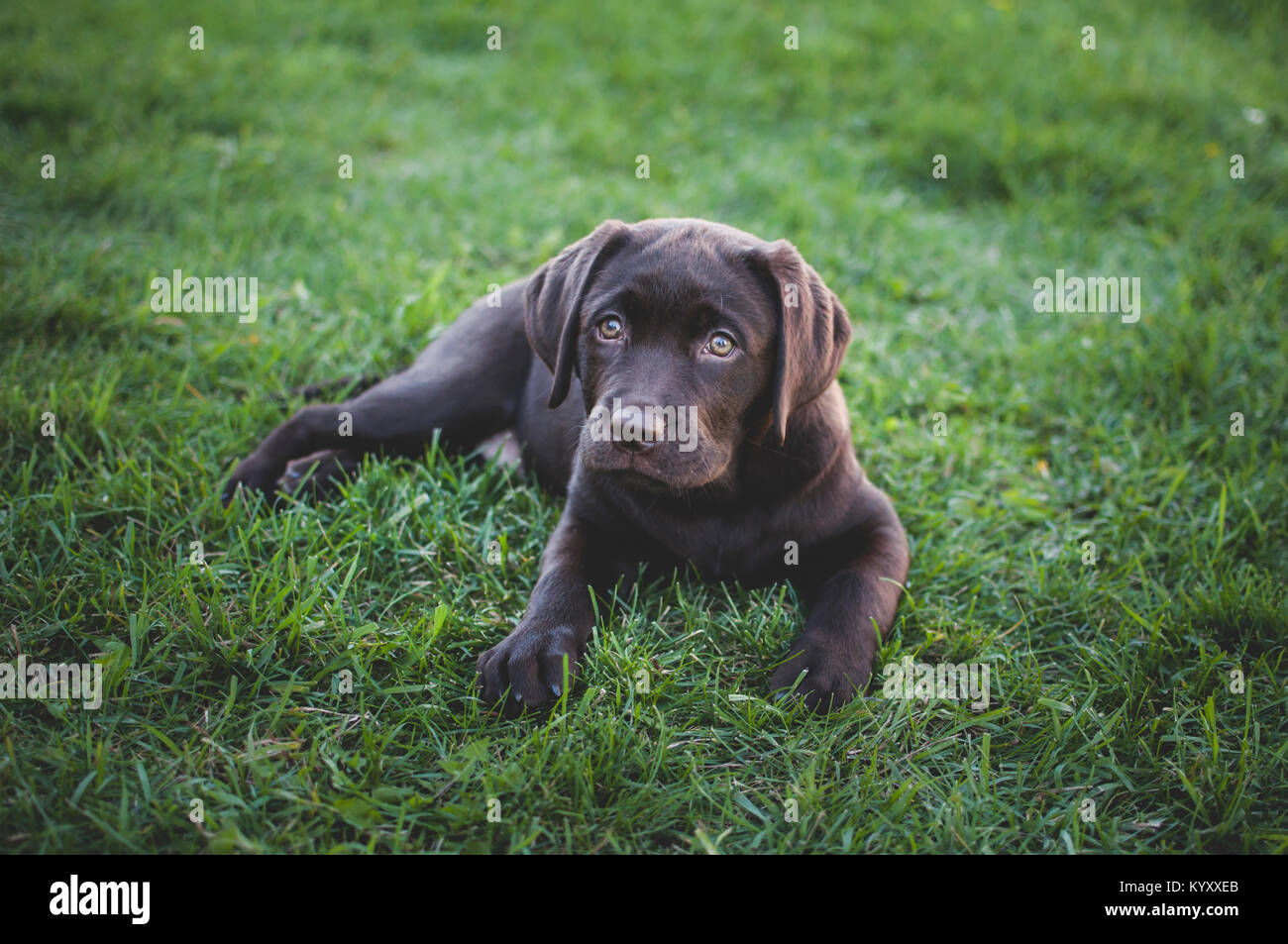 High angle portrait of puppy sitting on grassy field Stock Photo - Alamy
