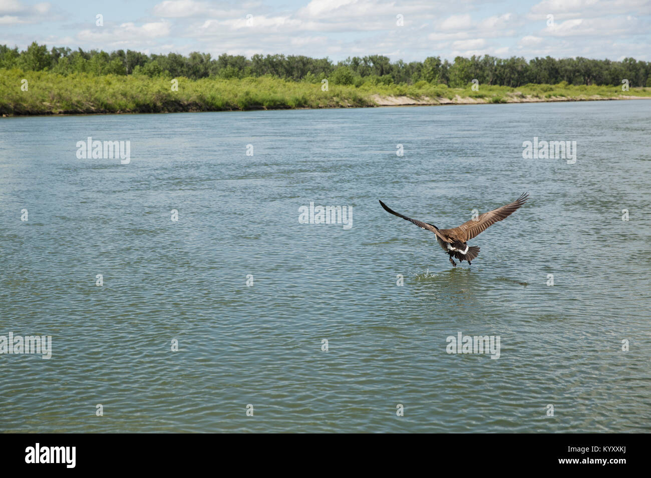 High angle view of bird flying over sea against sky Stock Photo
