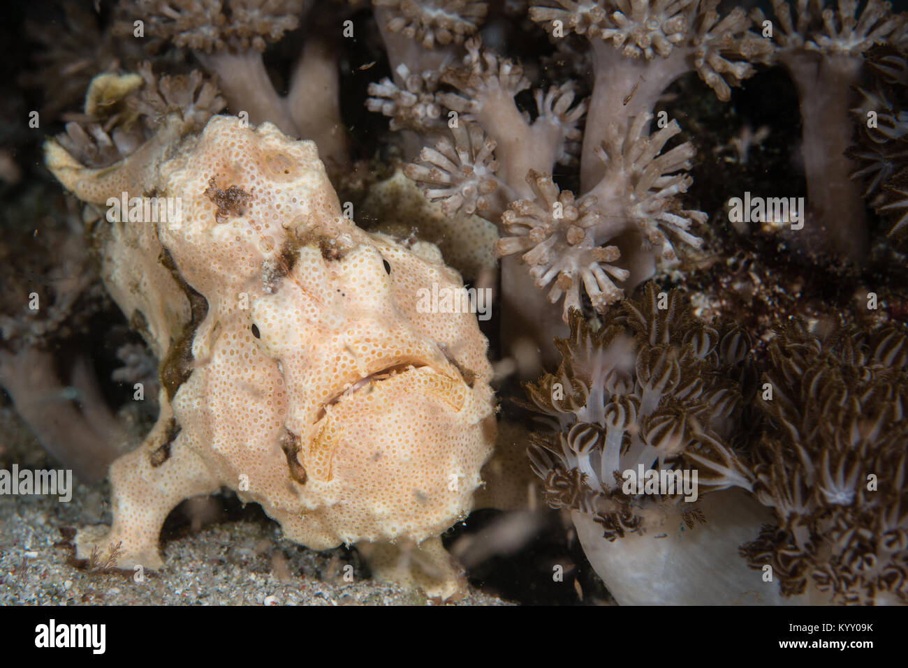 A white warty Antennarius frogfish portrait taken during a night dive in Komodo National Park, Indonesia. Stock Photo