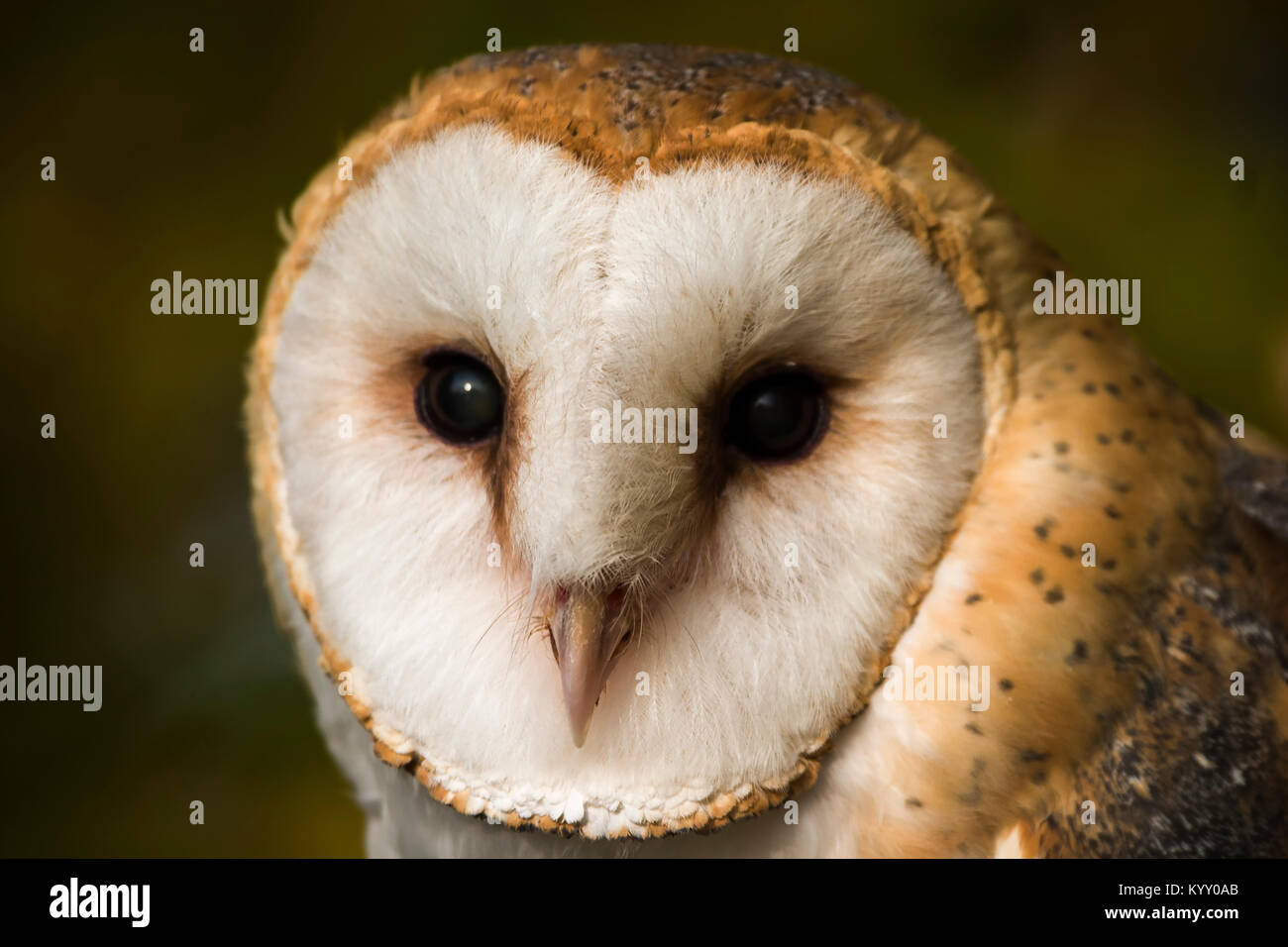 Barn Owl Tyto Alba Male Barn Owl Portrait Captive Boulder