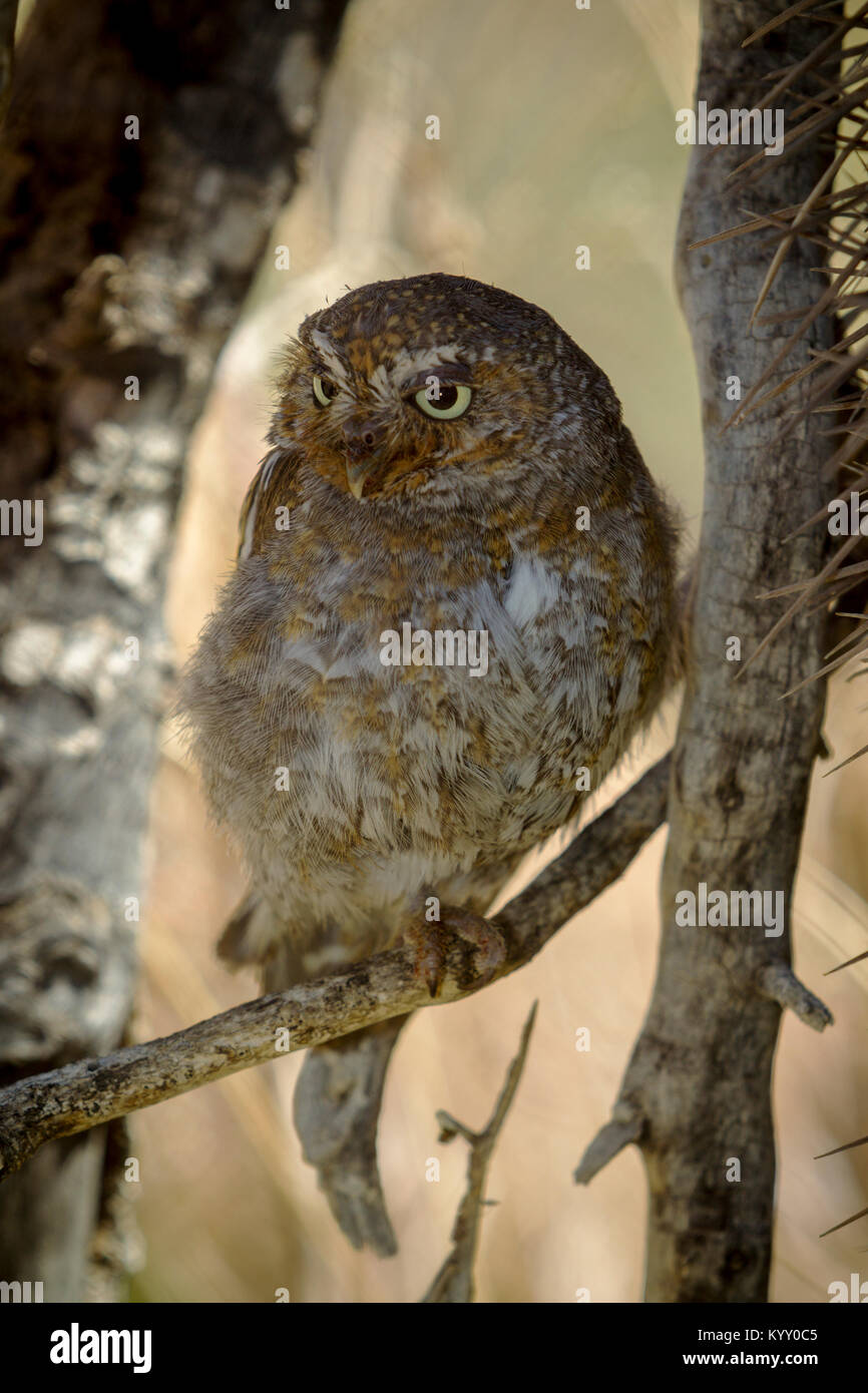 Elf owl hires stock photography and images Alamy