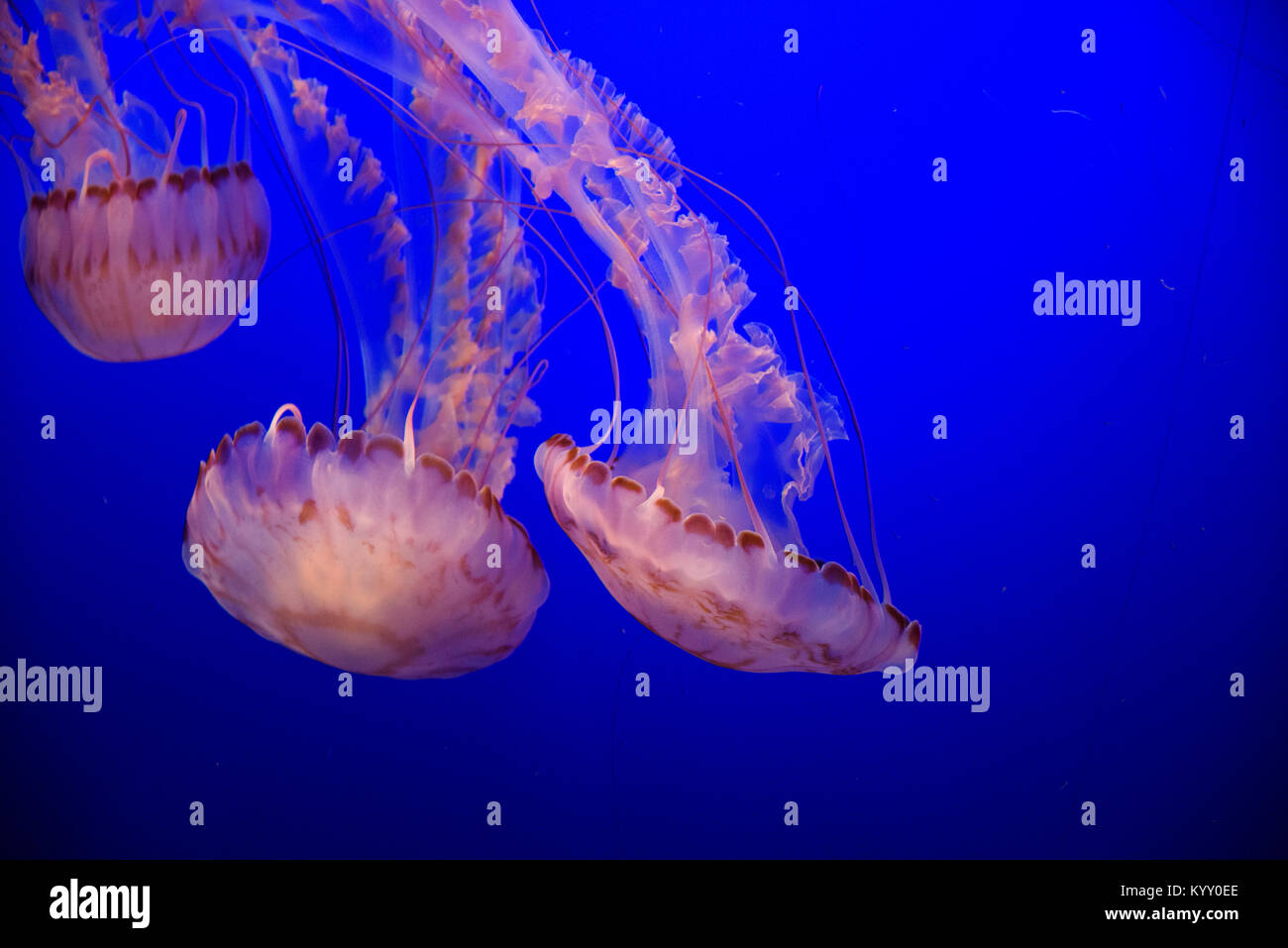Close-up of jellyfishes swimming underwater Stock Photo