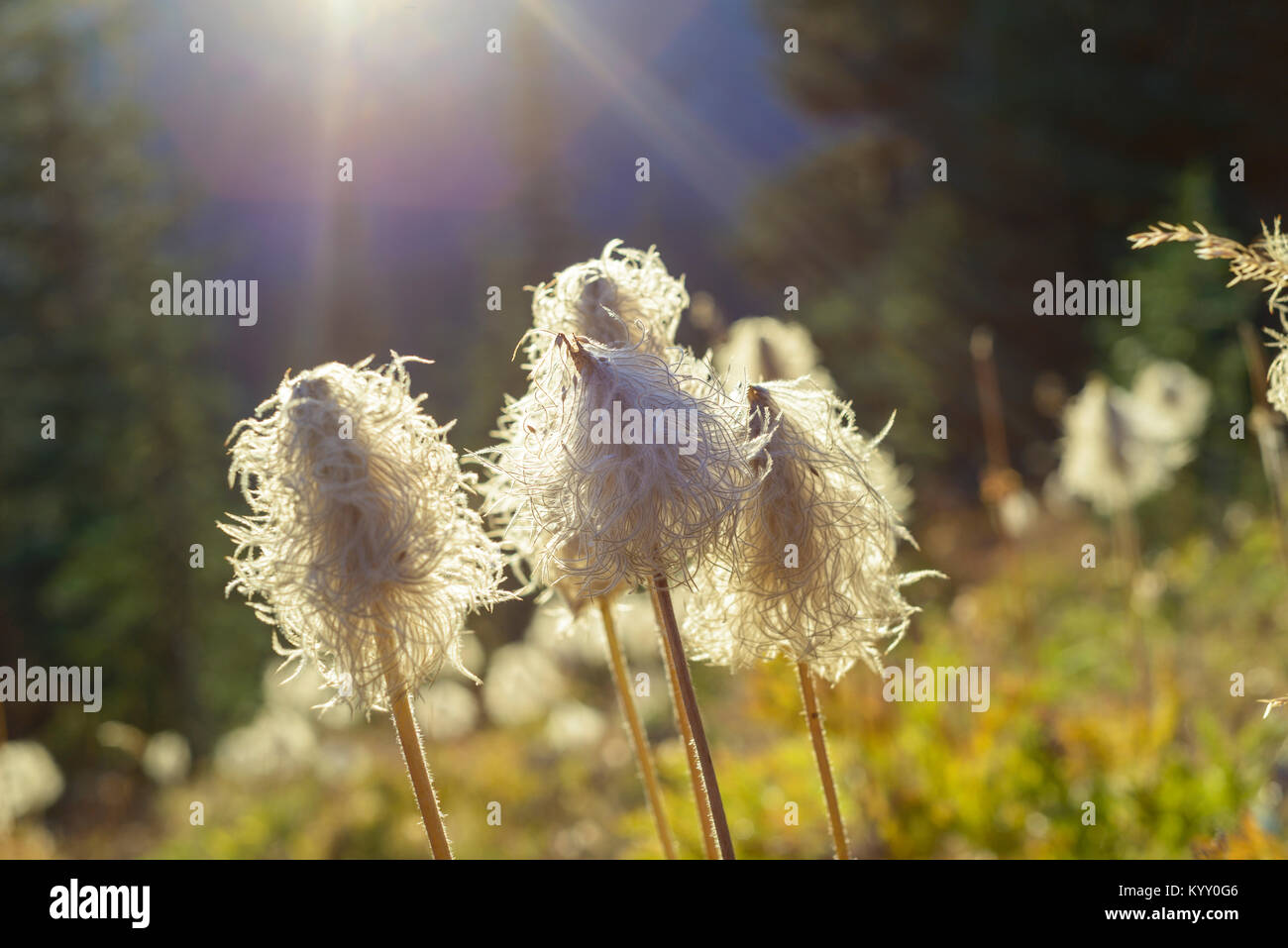 Close-up of wildflowers growing on field during sunny day Stock Photo ...