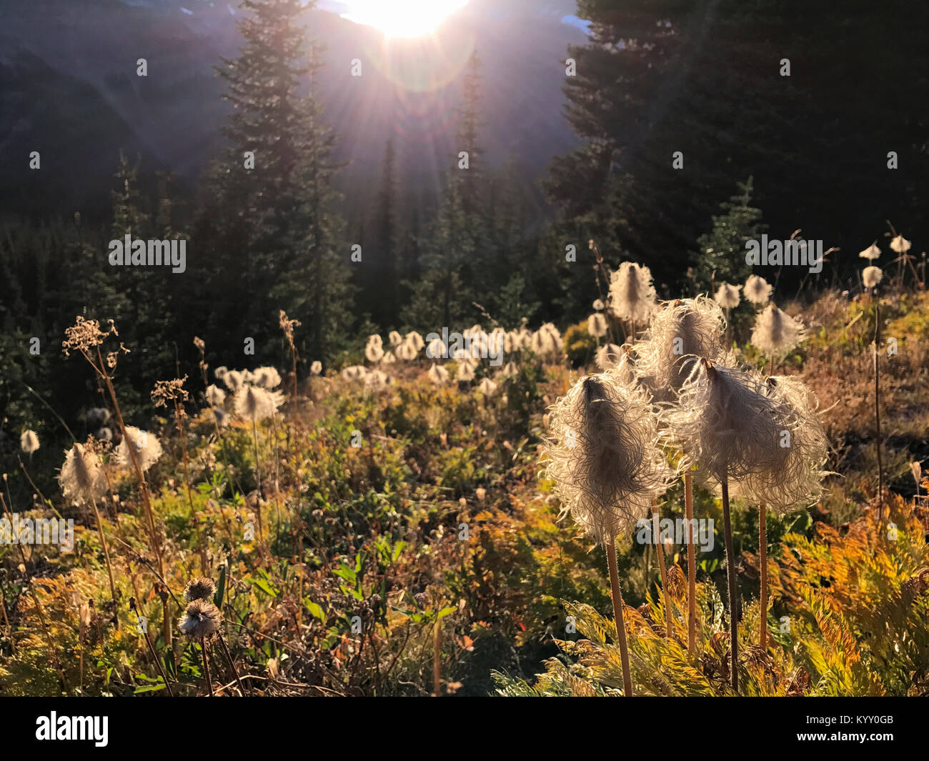 Wildflowers growing on field during sunny day Stock Photo - Alamy
