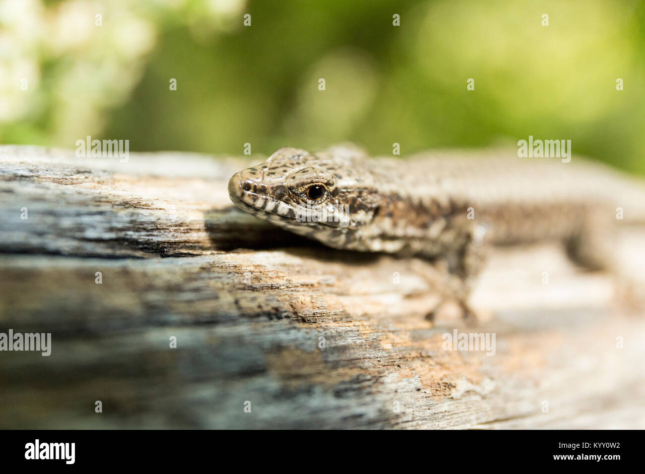 Close-up of lizard on wood Stock Photo