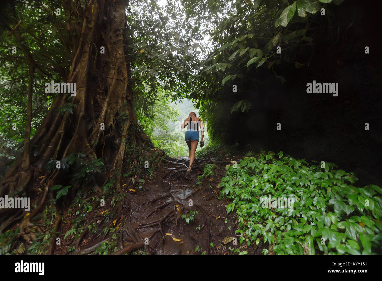 Rear view of woman walking in forest Stock Photo - Alamy