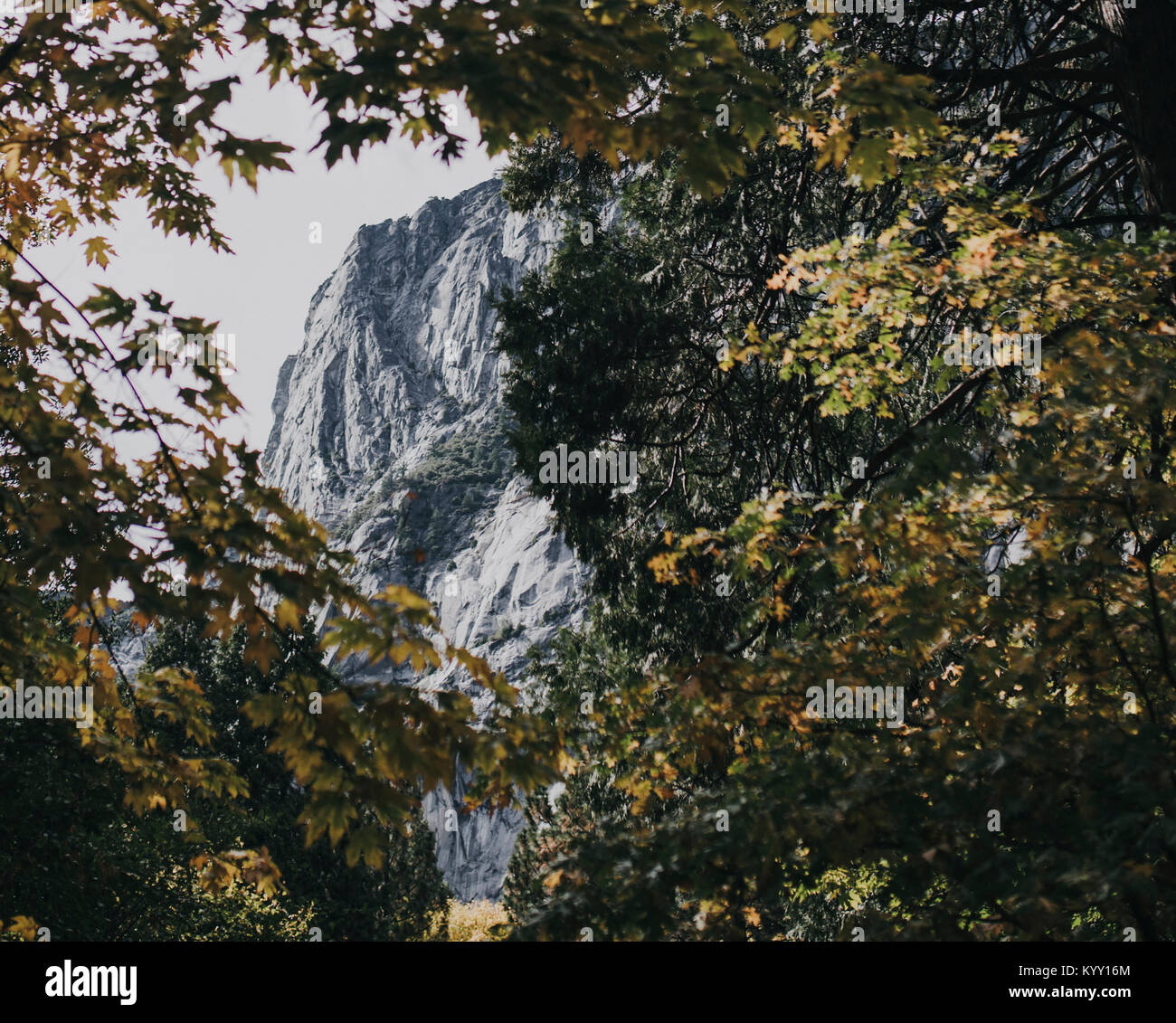 Low angle view of mountain seen through branches at Yosemite National Park Stock Photo