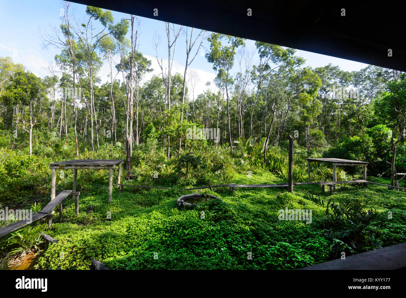 Feeding platforms at Labuk Bay, the Proboscis Monkey Sanctuary near ...