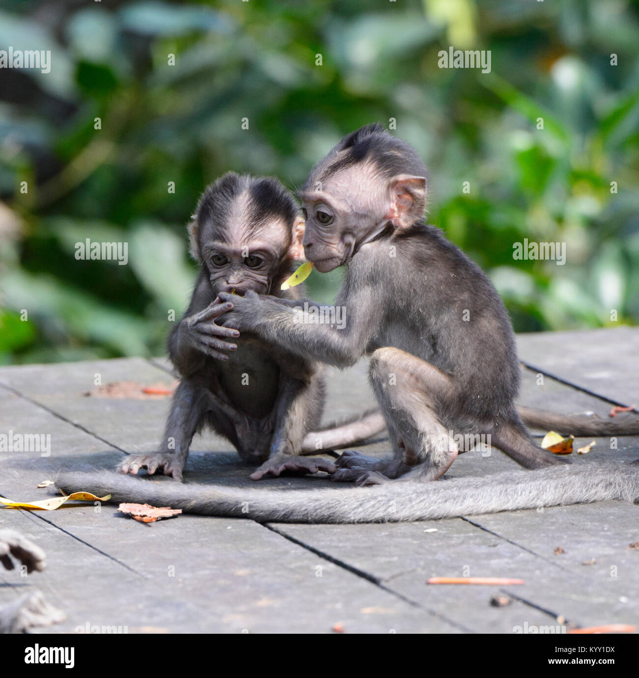 Adorable twin Long-tailed Macaques (Macaca fascicularis) playing, Labuk ...