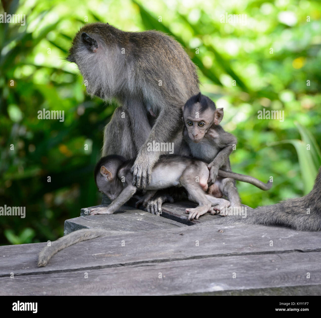 A mother and her twin Long-tailed Macaques (Macaca fascicularis), Labuk Bay, near Sandakan, Borneo, Sabah, Malaysia Stock Photo