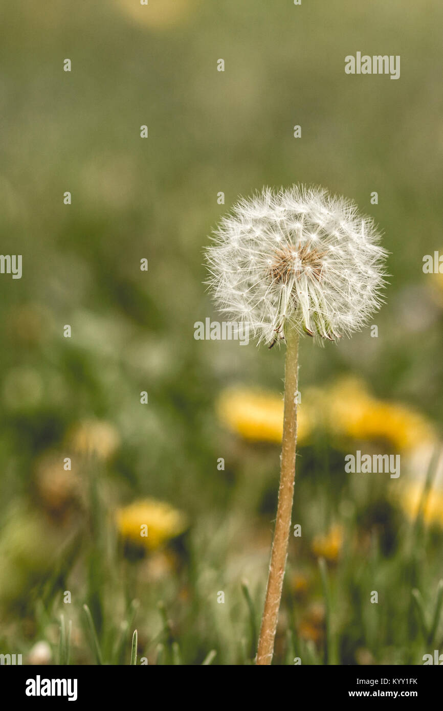 Close-up of dandelion growing on grassy field Stock Photo