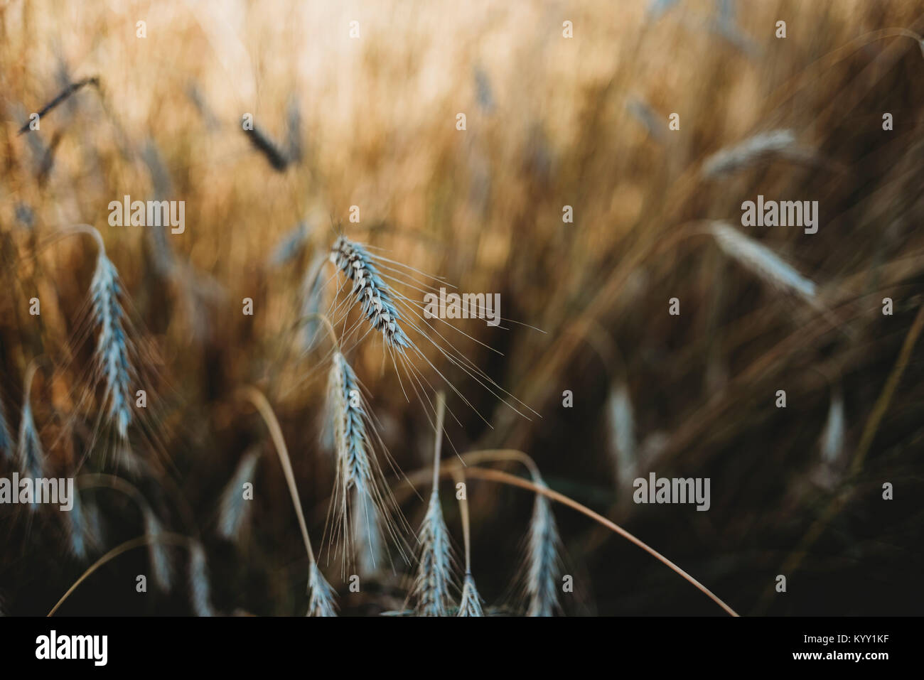 Close-up of wheat crops growing on field Stock Photo