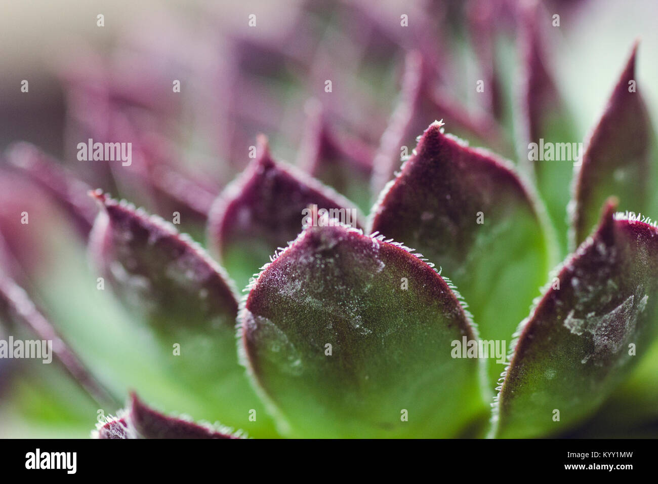 Close-up of frozen succulent Stock Photo