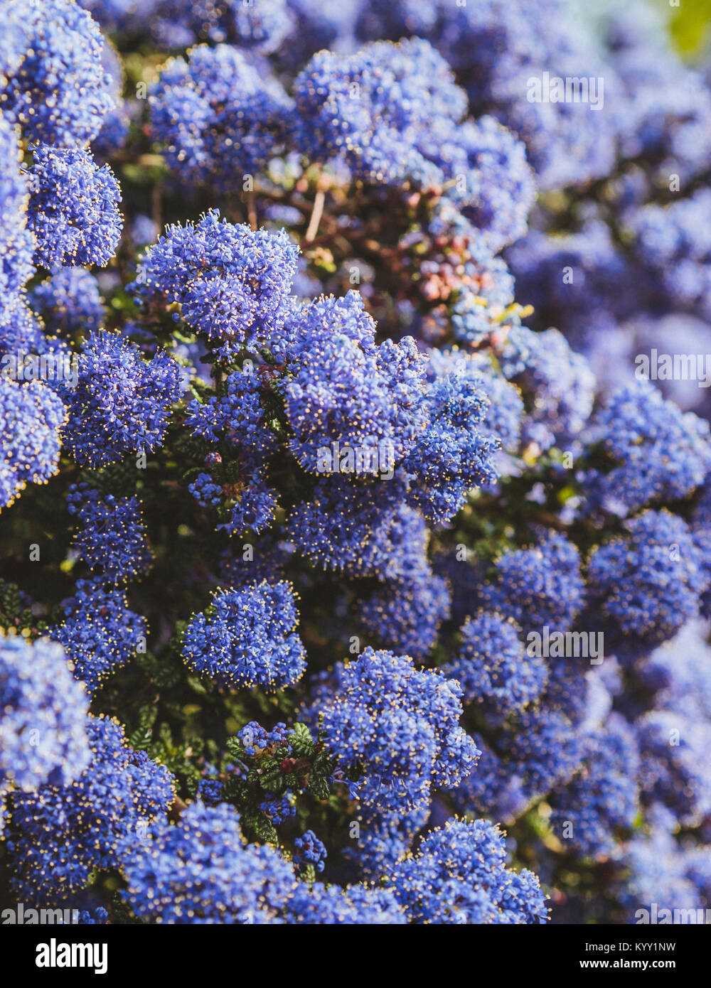 Close-up of flowers blooming outdoors Stock Photo - Alamy