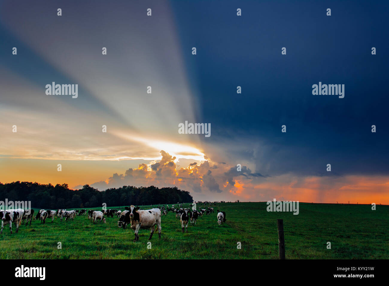 Group cows grazing grass field hi-res stock photography and images - Alamy